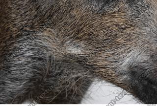 boar fur 0009